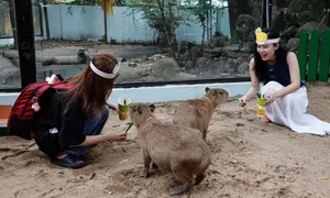 Khách thích thú 'nựng' capybara ở Thảo Cầm Viên Sài Gòn
