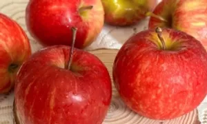 5 món giàu chất xơ trẻ nên ăn thường xuyên 5 món giàu chất xơ trẻ nên ăn thường xuyên