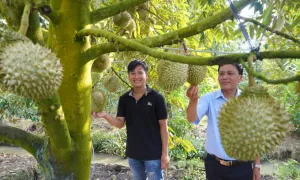Thủ tướng chỉ đạo ba bộ gỡ khó cho xuất khẩu sầu riêng Thủ tướng chỉ đạo ba bộ gỡ khó cho xuất khẩu sầu riêng
