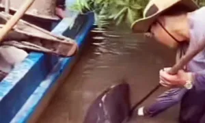Người dân giải cứu cá heo bị chĩa sắt đâm Người dân giải cứu cá heo bị chĩa sắt đâm