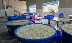 Hơn 13 tấn chân gà ngâm chất tẩy trắng bị phát hiện Hơn 13 tấn chân gà ngâm chất tẩy trắng bị phát hiện
