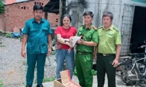 Bắt được gà lôi trắng trong rừng cao su