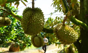 Mỹ tăng mua rau quả Việt