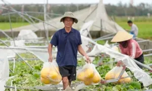Trắng tay sau bão Kajiki