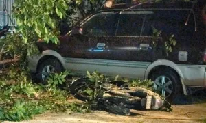 Cây đổ đè người đi xe máy