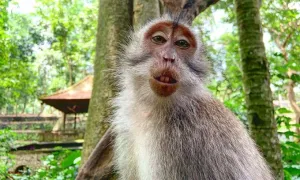 Du khách bị khỉ cắn cổ ở Bali