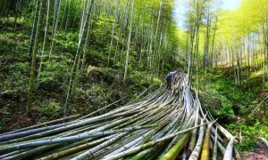 'Nhựa' từ tre bền hơn nhựa hóa thạch, phân hủy trong 50 ngày