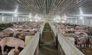 Giá heo hơi xuống dưới 50.000 đồng một kg